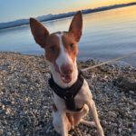 Podenco Marcos, 10/2023, ca. 45 cm, 73630 Remshalden