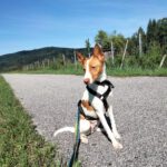 Podenco Marcos, 10/2023, ca. 45 cm, 73630 Remshalden