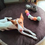 Podenco Marcos, 10/2023, ca. 45 cm, 73630 Remshalden