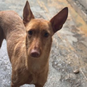 Podenco Martina, 08/2023, ca.45 cm