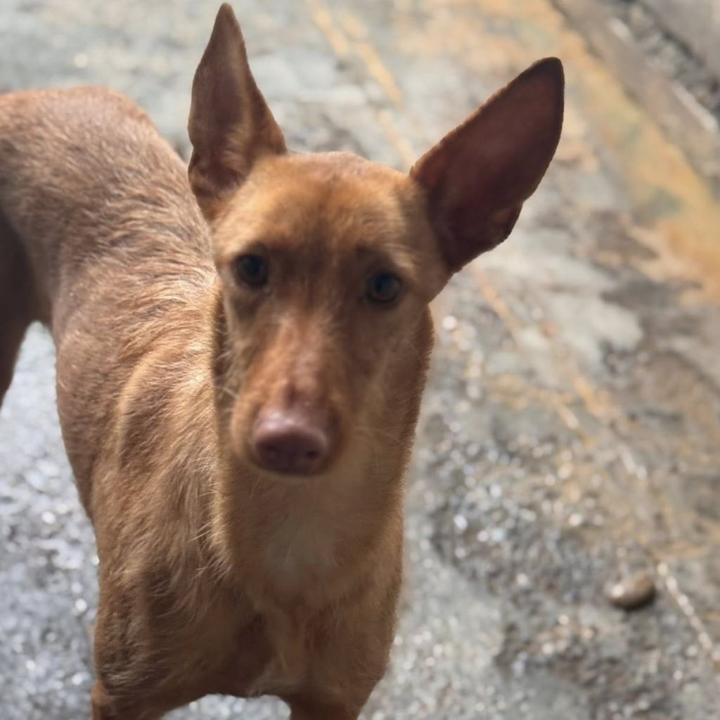 Podenco Martina, 08/2023, ca.45 cm