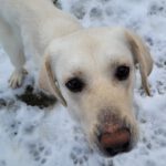 Labrador-Mischling Matilda, 05/2023, ca. 67 cm, 86500 Kutzenhausen