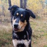 Mischling Matteo, 01/2024, ca. 70 cm, 24910 Salzwedel