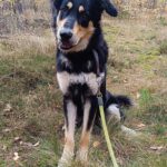 Mischling Matteo, 01/2024, ca. 70 cm, 24910 Salzwedel