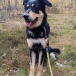 Mischling Matteo, 01/2024, ca. 70 cm, 24910 Salzwedel