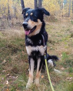 Mischling Matteo, 01/2024, ca. 70 cm, 24910 Salzwedel