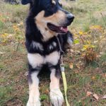 Mischling Matteo, 01/2024, ca. 70 cm, 24910 Salzwedel