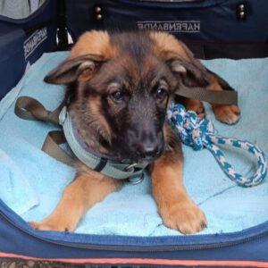 Wasserhund Mischling Maui, 02/2025, ca. 55 cm, 65385 Rüdesheim/Rhein