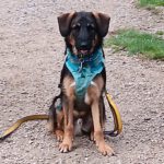 Wasserhund Mischling Maui, 02/2025,  ca. 55 cm, 65385 Rüdesheim/Rhein