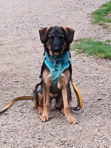 Wasserhund Mischling Maui, 02/2025, ca. 55 cm, 65385 Rüdesheim/Rhein