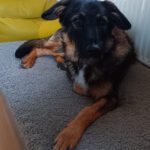 Wasserhund Mischling Maui, 02/2025,  ca. 55 cm, 65385 Rüdesheim/Rhein