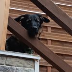 Wasserhund Mischling Maui, 02/2025,  ca. 55 cm, 65385 Rüdesheim/Rhein