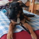 Wasserhund Mischling Maui, 02/2025,  ca. 55 cm, 65385 Rüdesheim/Rhein