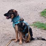 Wasserhund Mischling Maui, 02/2025,  ca. 55 cm, 65385 Rüdesheim/Rhein