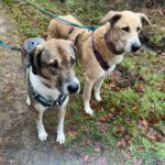 Mischling Maya, 11/2017, ca. 65 cm,31547 Rehburg-Loccum