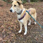 Mischling Maya, 11/2017, ca. 65 cm,31547 Rehburg-Loccum