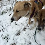 Mischling Maya, 11/2017, ca. 65 cm,31547 Rehburg-Loccum