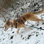 Mischling Maya, 11/2017, ca. 65 cm,31547 Rehburg-Loccum