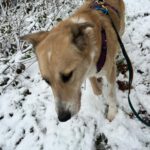 Mischling Maya, 11/2017, ca. 65 cm,31547 Rehburg-Loccum