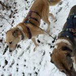 Mischling Maya, 11/2017, ca. 65 cm,31547 Rehburg-Loccum