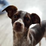 Bretone-Mischling Mejicana, 04/2025, ca. 45 cm, 24558 Henstedt-Ulzburg