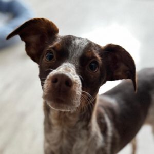 Bretone-Mischling Mejicana, 04/2025, ca. 45 cm, 24558 Henstedt-Ulzburg