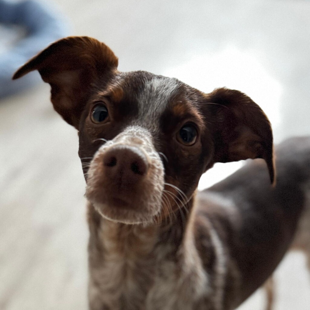 Bretone-Mischling Mejicana, 04/2025, ca. 45 cm, 24558 Henstedt-Ulzburg