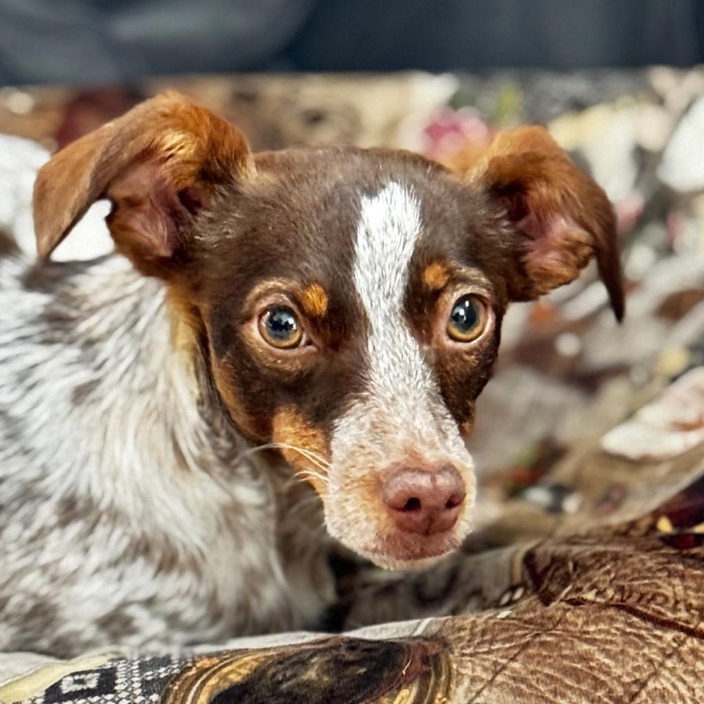 Bretone-Mischling Mejicana, 04/2025, ca. 45 cm, 24558 Henstedt-Ulzburg