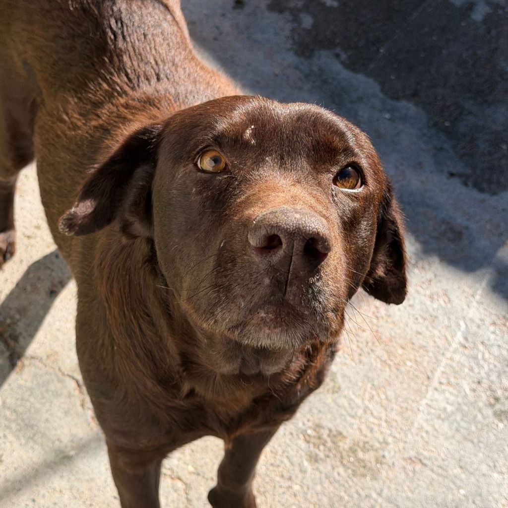 Labrador Mika, 06/2028, ca. 55 cm