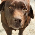 Labrador Mika, 06/2018, ca. 55 cm