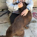 Labrador Mika, 06/2018, ca. 55 cm