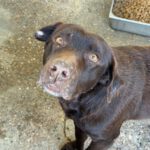 Labrador Mika, 06/2018, ca. 55 cm