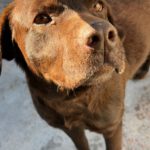 Labrador Mika, 06/2018, ca. 55 cm