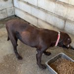 Labrador Mika, 06/2018, ca. 55 cm