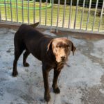 Labrador Mika, 06/2018, ca. 55 cm