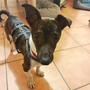 Bodeguero Mischling Moana, 03/2025, ca. 35 cm, 21465 Reinbek