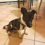 Bodeguero Mischling Moana, 03/2025, ca. 35 cm, 21465 Reinbek