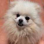 Pomeranian Mochi, 01/2018, ca. 25 cm