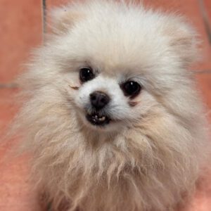 Pomeranian Mochi, 01/2018, ca. 25 cm