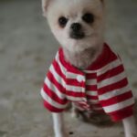 Pomeranian Mochi, 01/2018, ca. 25 cm