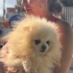 Pomeranian Mochi, 01/2018, ca. 25 cm