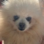 Pomeranian Mochi, 01/2018, ca. 25 cm