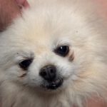 Pomeranian Mochi, 01/2018, ca. 25 cm