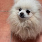 Pomeranian Mochi, 01/2018, ca. 25 cm