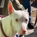 Podenco Moncho, 11/2023, ca. 40 cm