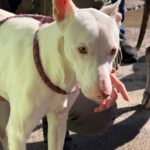 Podenco Moncho, 11/2023, ca. 40 cm