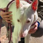 Podenco Moncho, 11/2023, ca. 40 cm