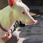 Podenco Moncho, 11/2023, ca. 40 cm