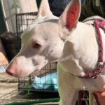 Podenco Moncho, 11/2023, ca. 40 cm