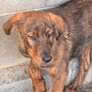 Mastin Mischling Monty, 08/2025 , Endgröße ca. 55 cm